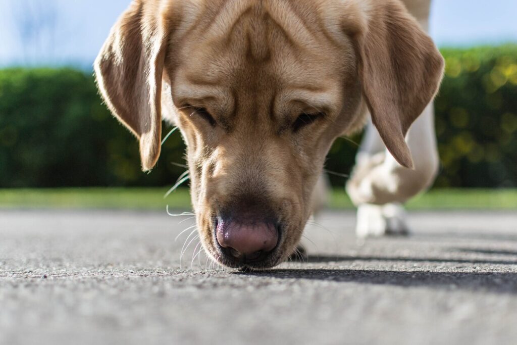 A dog looks for a trace on the street