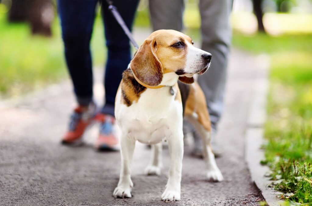 Young couple with Beagle dog wearing in collar and leash walking in the summer park