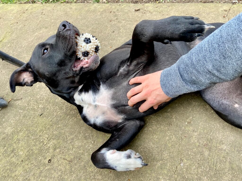 Happy dog getting a belly rub
