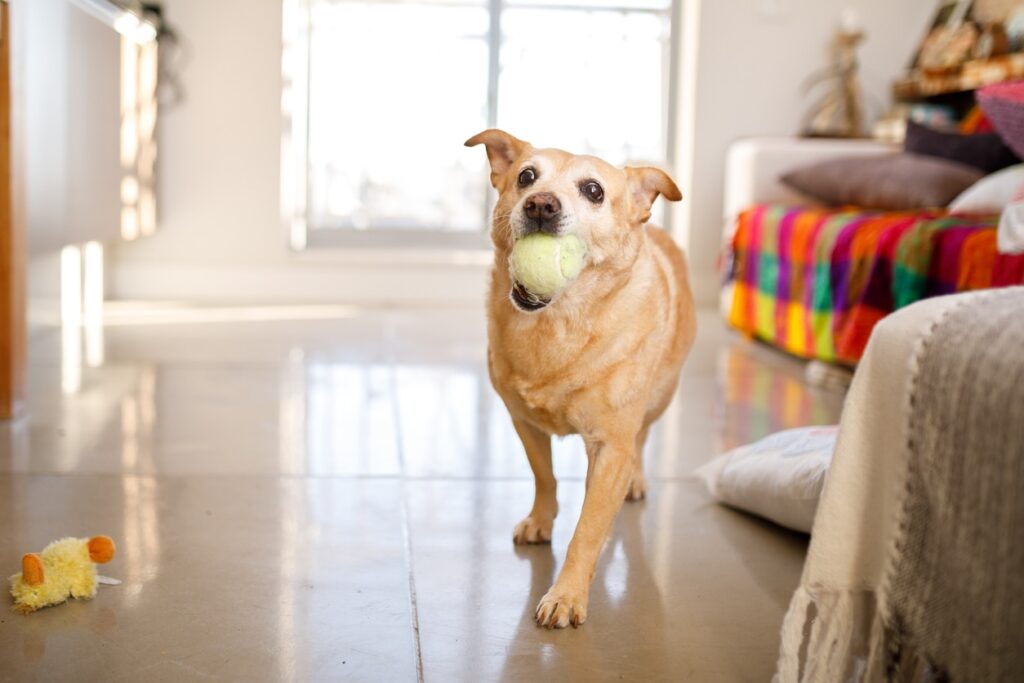 dog standing on floor and looking up