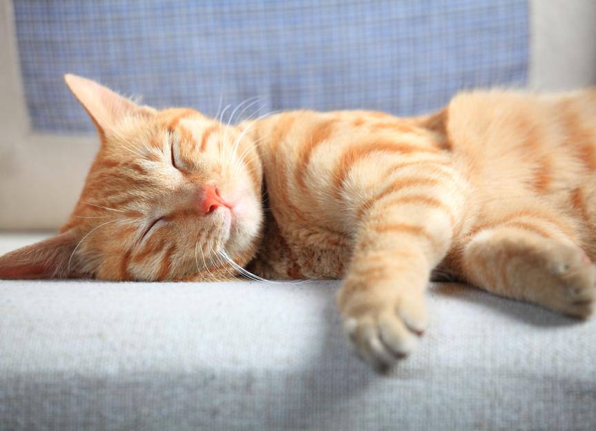 orange tabby cat sleeping