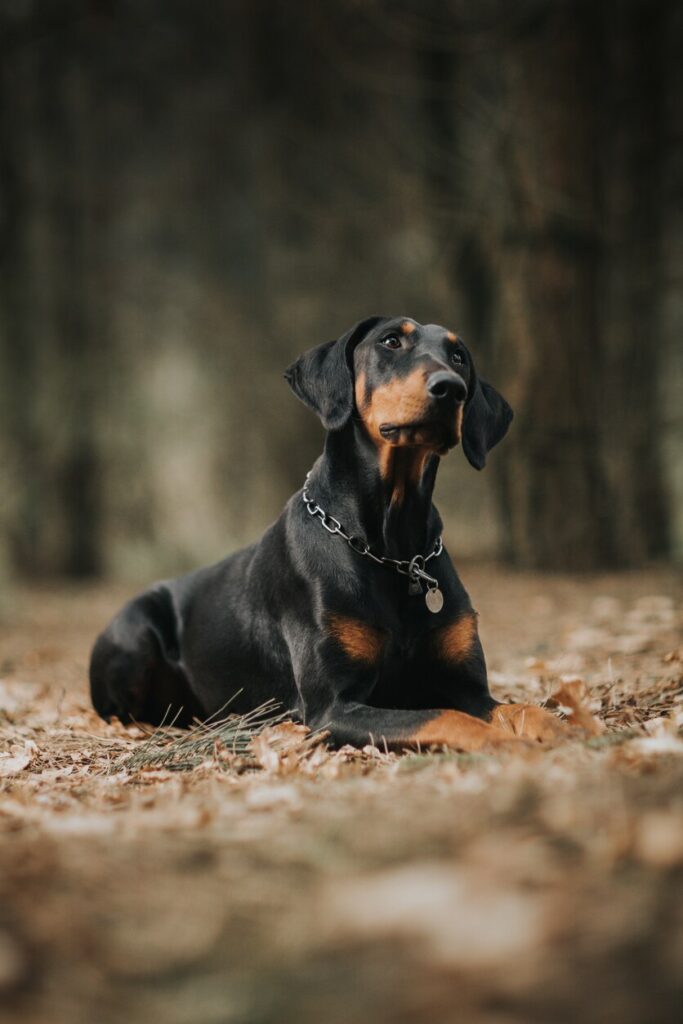 doberman-looking-up-in-woods