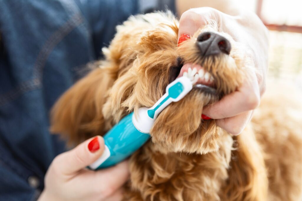 dog dental care; a vet cleans a dog’s teeth.