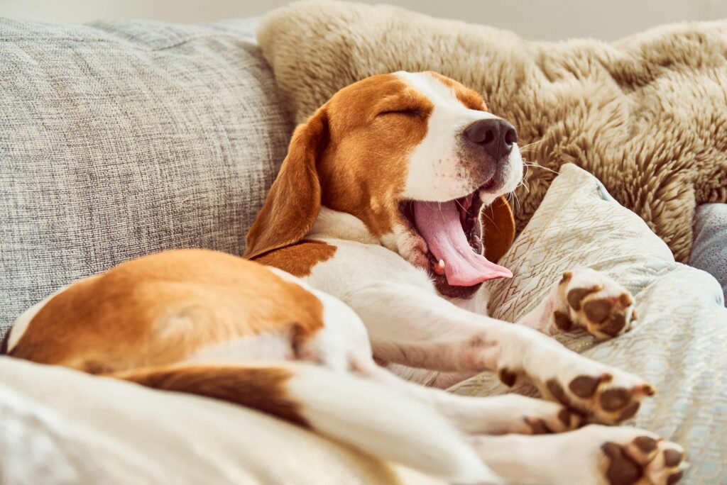 beagle yawning and lying on a couch