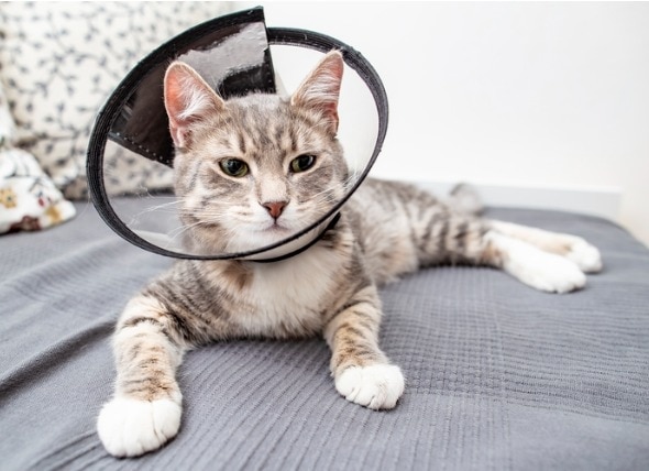 gray and white cat on gray bed with transparent recovery cone on head