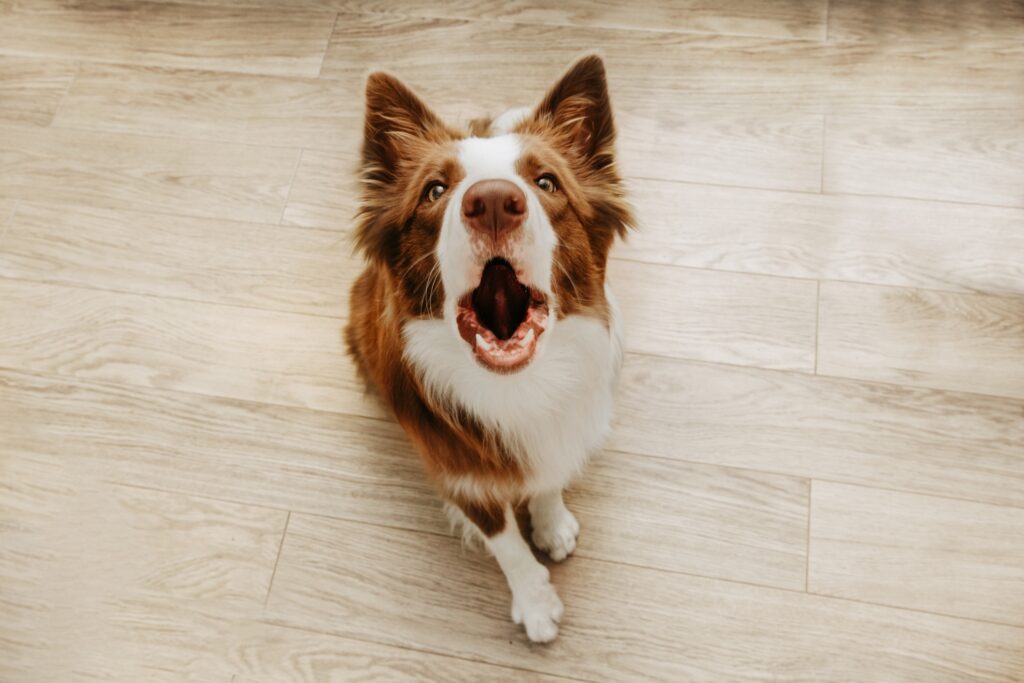 brown border collie barking