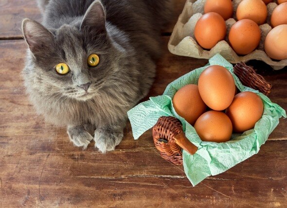 longhaired gray cat lying on a table next to a bowl of brown eggs