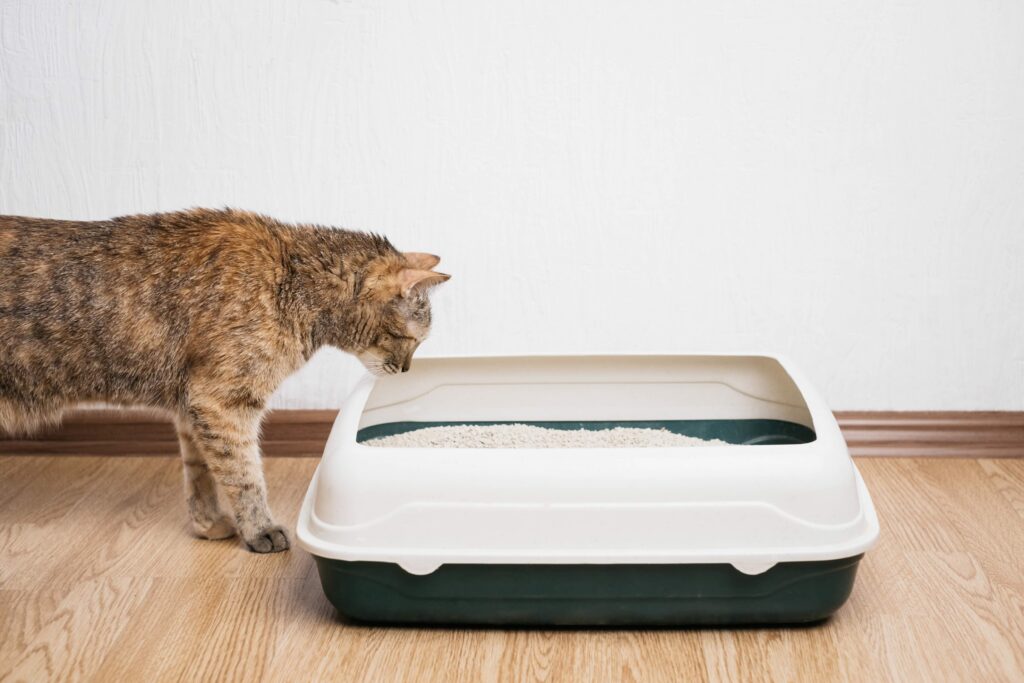 tortoiseshell tabby cat looking into an uncovered litter box