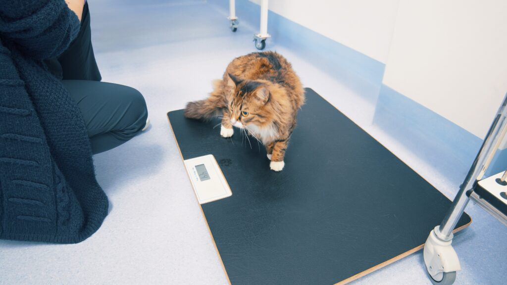 cat losing weight; a cat goes on a veterinary scale to lose weight.