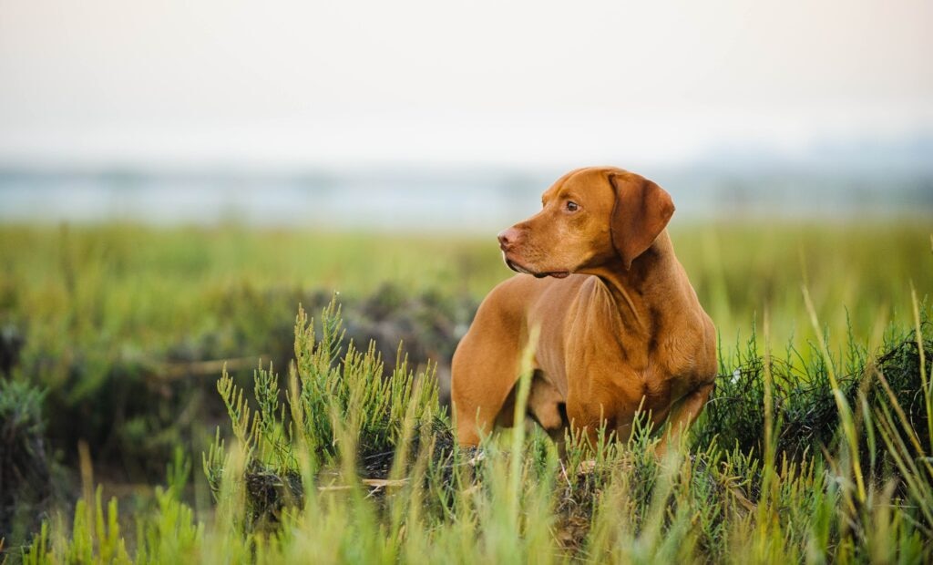 viszla dog standing in tall grass and looking toward the side