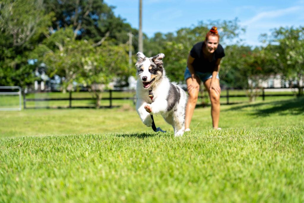 australian shepherd running in a field with a woman watching from behind