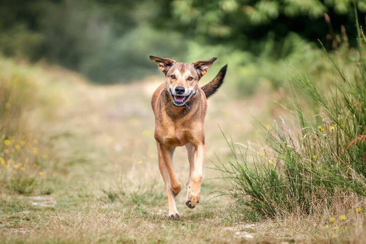 A dog responding to the “come” training cue. Learn how to teach a dog to come.
