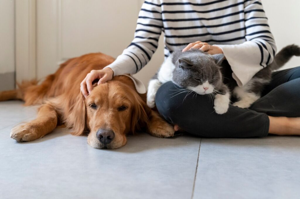 woman sitting on the floor with a golden retriever and a gray and white cat