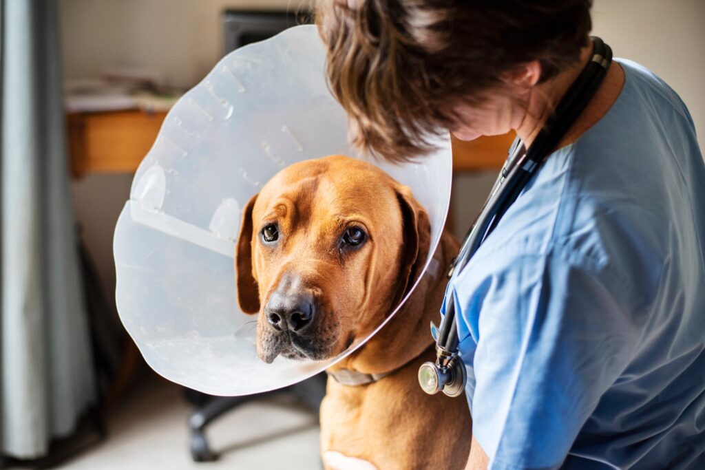 A dog with a cone sits with their vet.