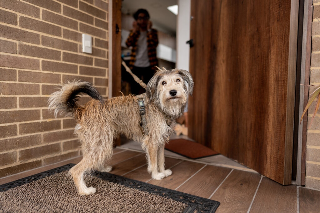 In-home pet sitters share their homes with your pet and can help keep them comfortable while you’re away.