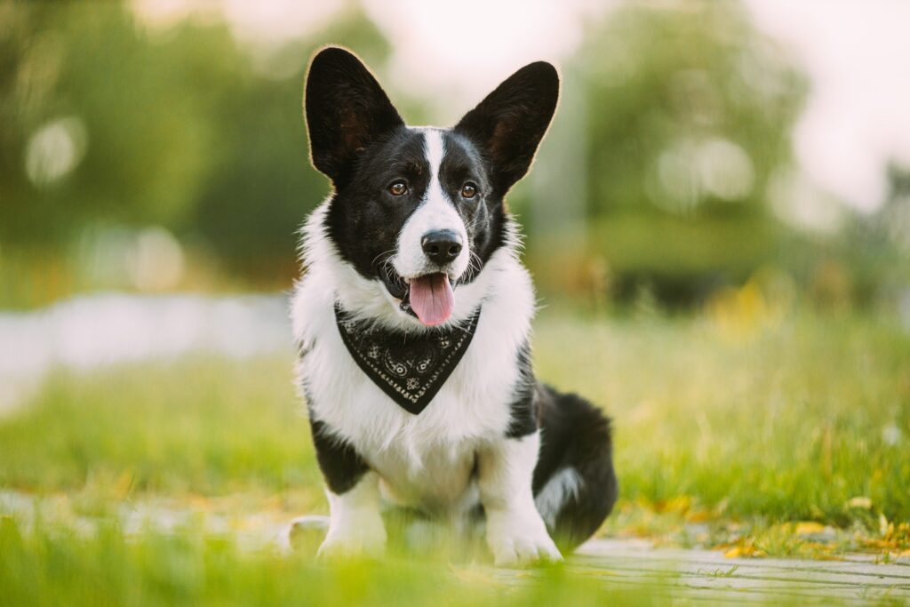 black and white cardigan welsh corgi sitting and wearing a bandana