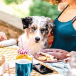 How To Make a Dog-Safe BBQ Plate
