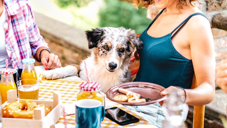 how to make a dog-safe bbq plate: dog looking at plate of food at picnic table