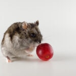 Can Hamsters Eat Grapes?