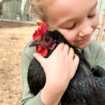 Can Chickens Eat Apples?