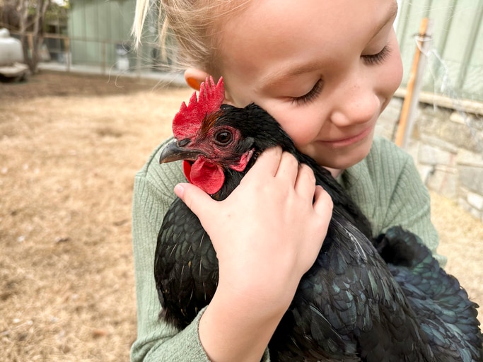 A little girl holds a black chicken with a bright red comb.