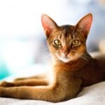 An Abyssinian cat lounging and looking into the camera