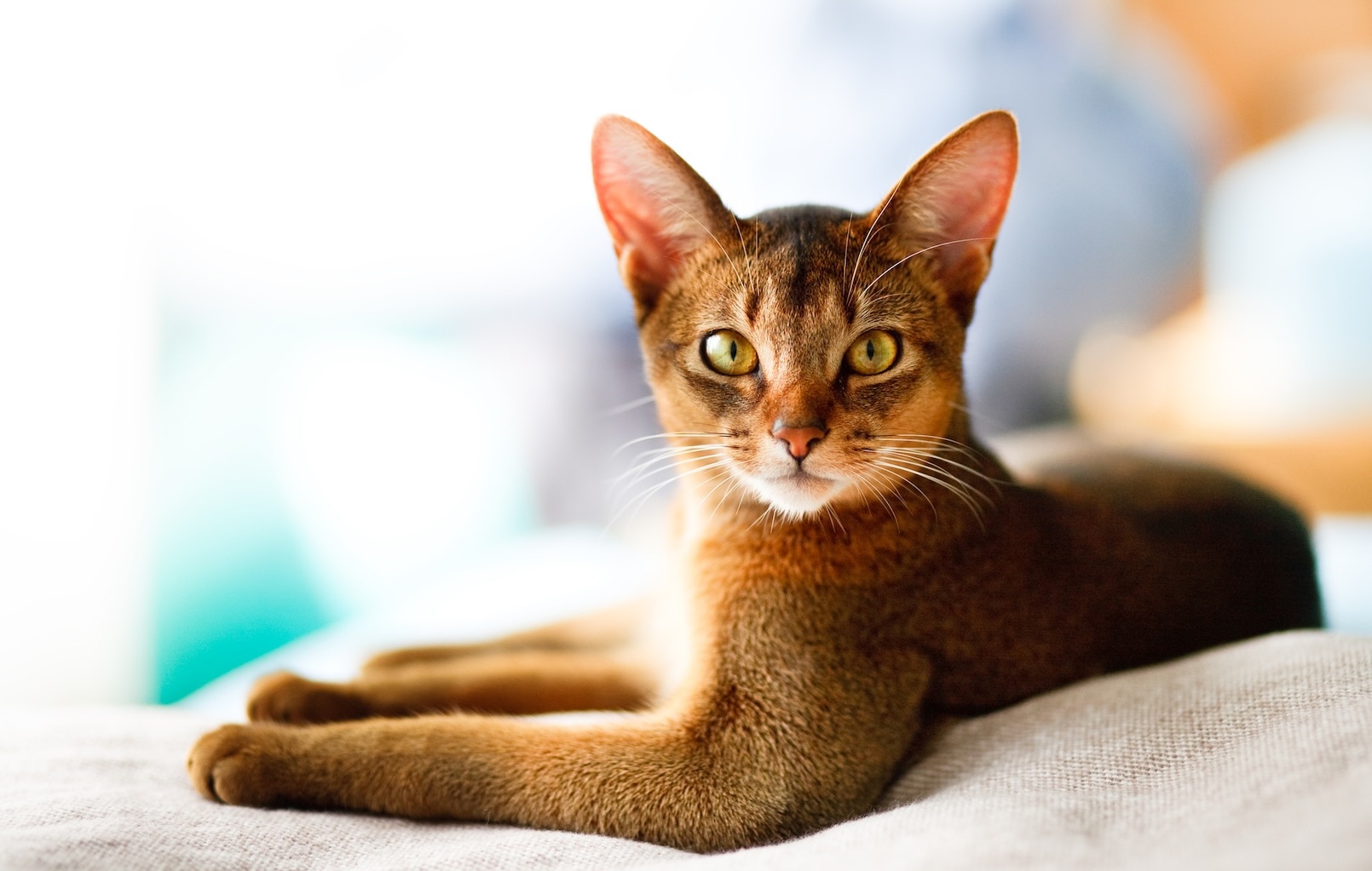 An Abyssinian orange cat breed lying down