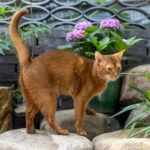 An Abyssinian cat standing in a garden outside