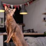An Abyssinian cat standing tall on a couch