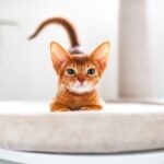 Orange Abyssinian kitten playing