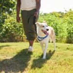 Scent Walks for Dogs: Why You Should Take Your Dog on a ‘Sniffari’