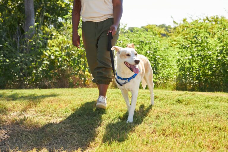 A dog on a walk wearing a blue harness. Learn about scent walks for dogs.