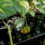 Growing Hydroponic Plants for Aquariums