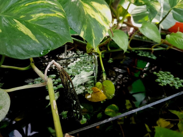 An aquarium with hydroponic plants