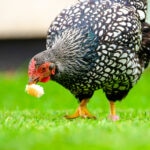Can Chickens Eat Bread?
