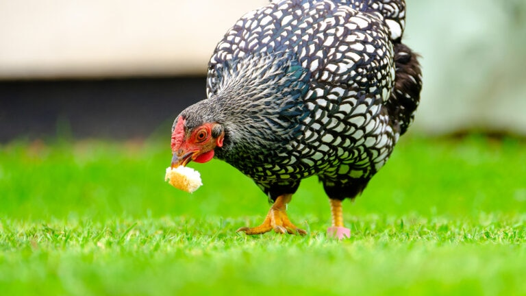 Can Chickens Eat Bread