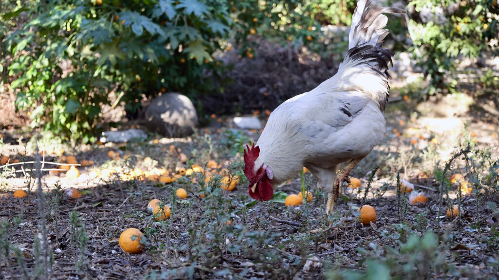 Can Chickens Eat Oranges