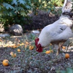 Can Chickens Eat Oranges?