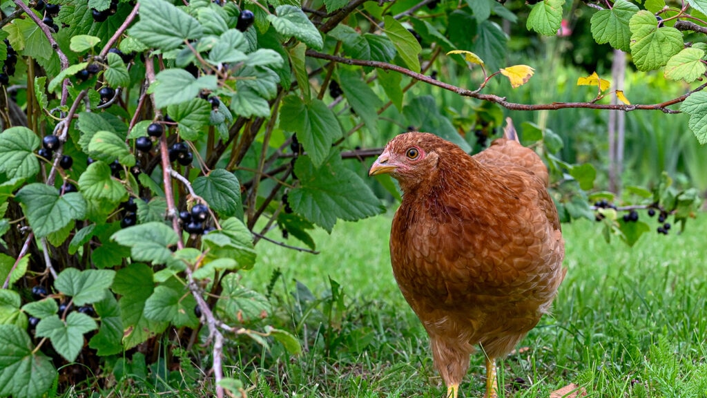 can chicken eat blueberries
