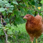 Can Chickens Eat Blueberries?