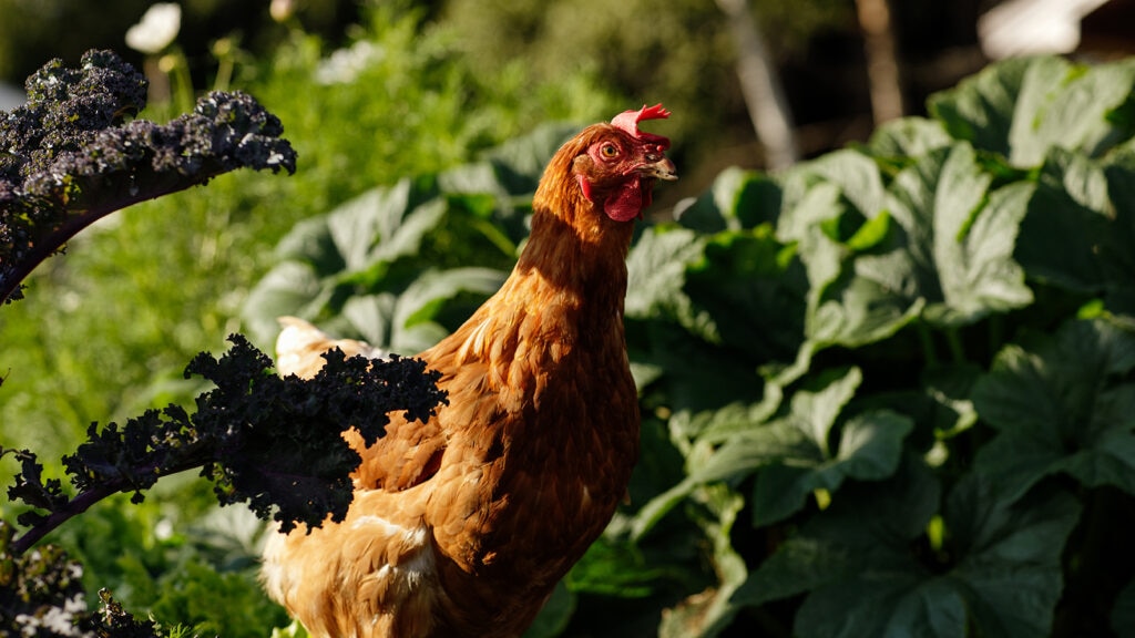 can chickens eat broccoli