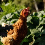 Can Chickens Eat Broccoli?