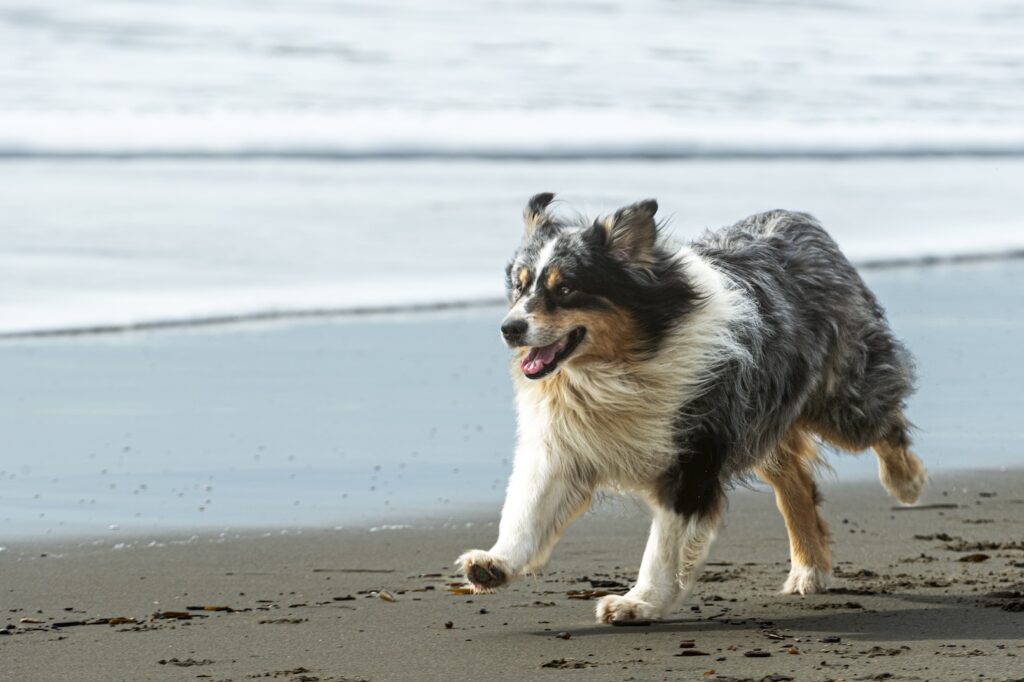 Dog running across a beach