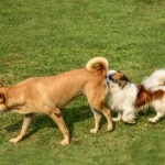 Why Do Dogs Sniff Butts? Is This Normal?