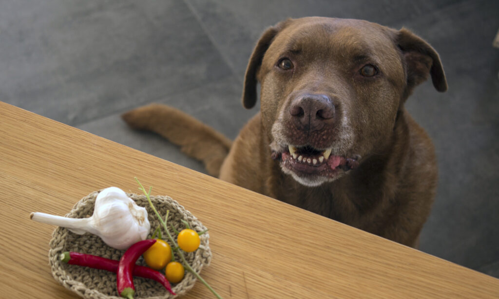 can dogs eat garlic: dog staring at garlic bulb in bowl