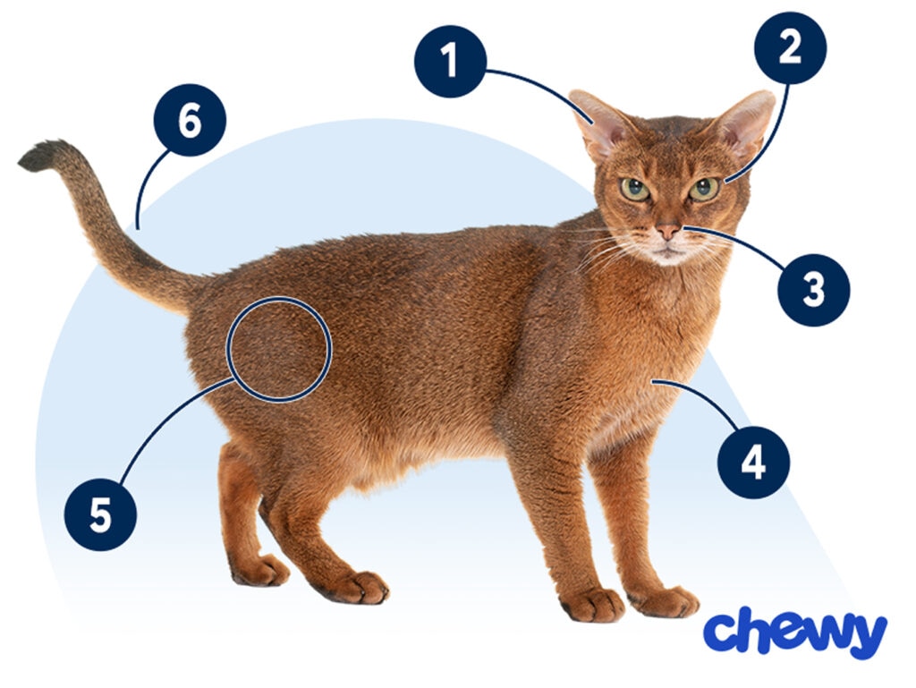 Photo of a Abyssinian