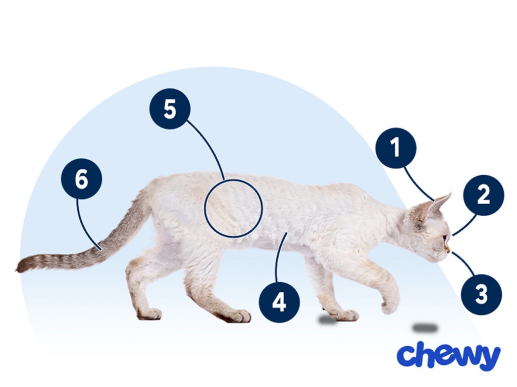 Photo of a Devon Rex