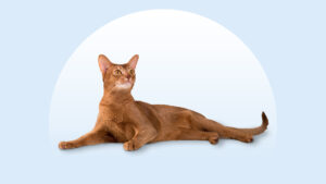 Abyssinian