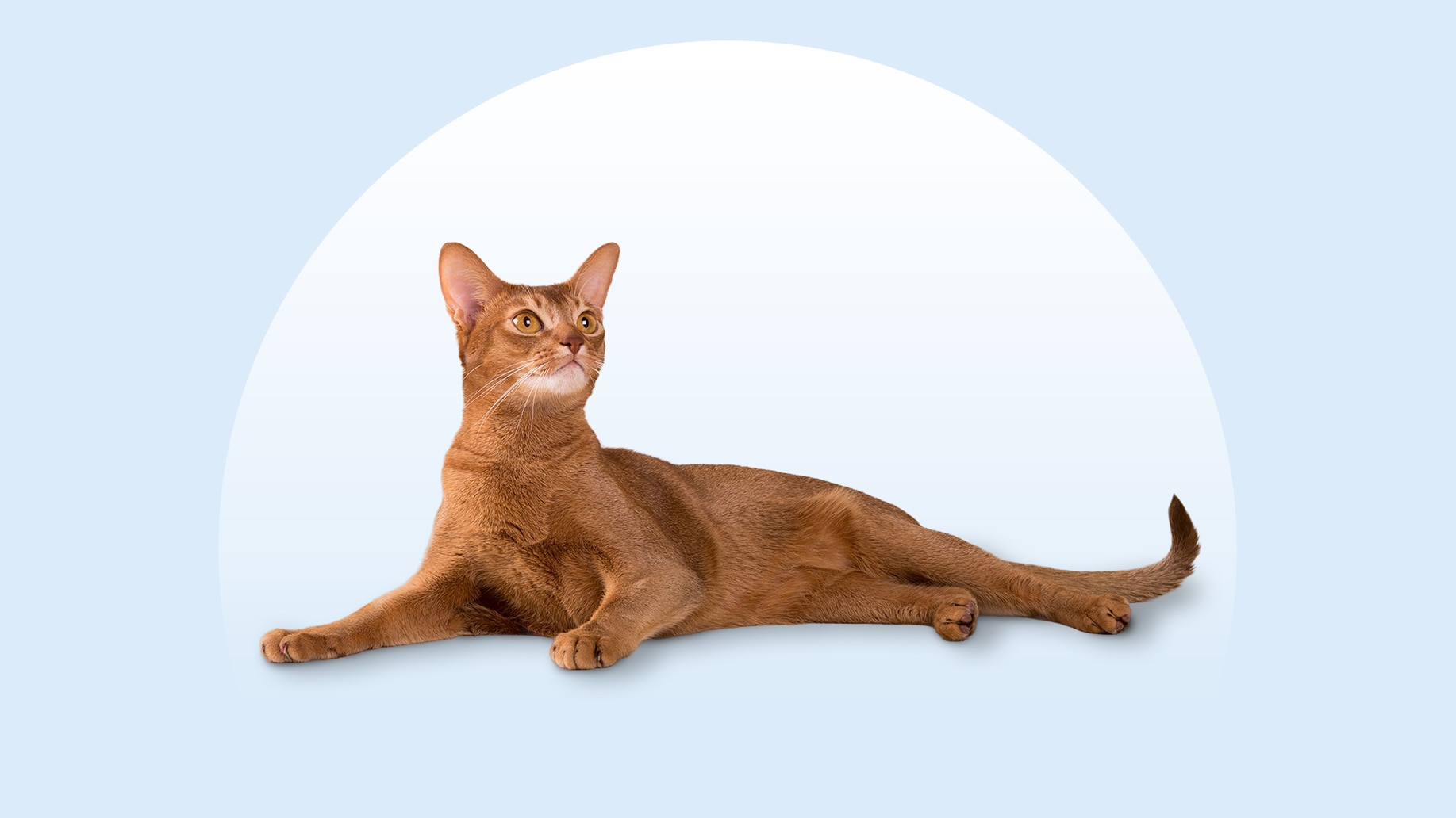 Abyssinian cat lying on an isolated blue background