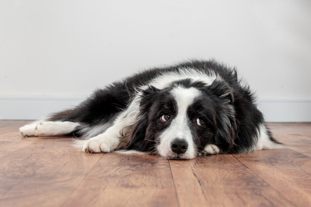 black and white border collie lying on the floor